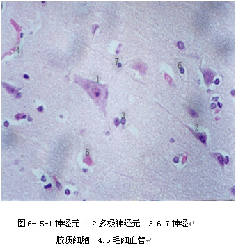 第十五节 脑干神经细胞形态学改变的实验观察