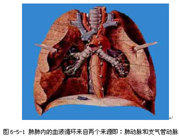肺淤血 慢性肺淤血红蓝手绘图 慢性肺淤血病理手绘图