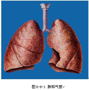 第七节 中毒性肺水肿的形态学改变实验
