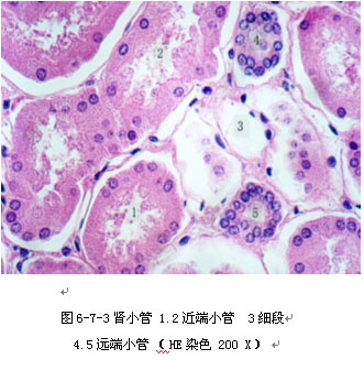 第八节 肾脏缺血模型的形态学观察实验
